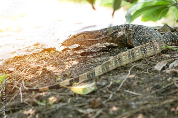 Obraz Bengal monitor is small on natural background.