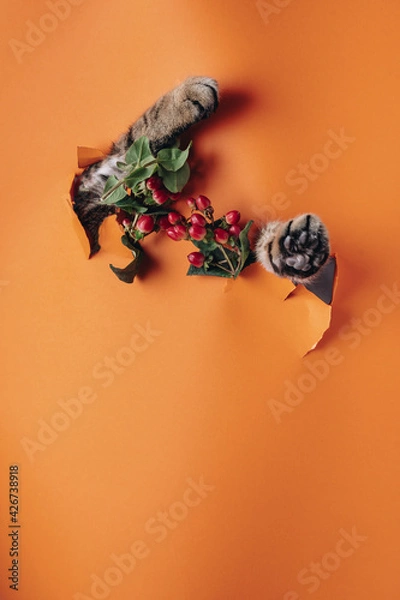 Obraz Cat paws stick out in the torn wallpaper. There are flowers in the holes. Naughty cat. The wallpaper is orange. Repairs with pets. Space for the text. Surprise for the owners.