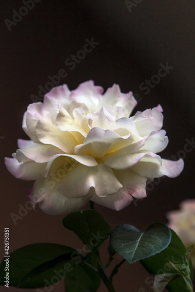 Fototapeta Close up image of a large damask rose with large beautiful yellow petal leaves with pink tips.