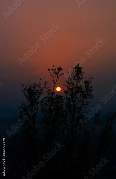 Obraz sunset in the forest