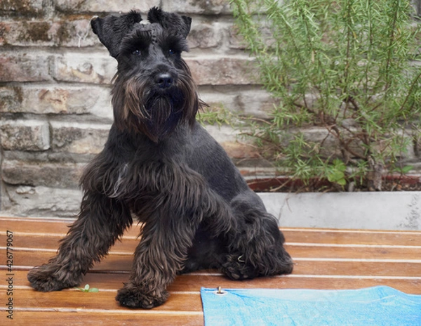 Fototapeta Perro de compañía, raza shnauzer mini, negro, sentado