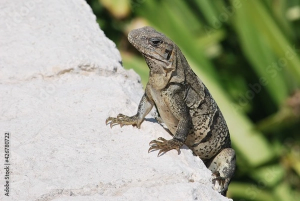 Fototapeta カリブ海のイグアナ