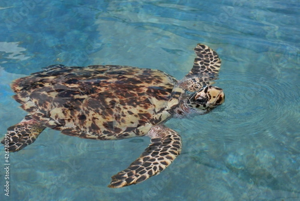 Obraz メキシコカンクンのウミガメ