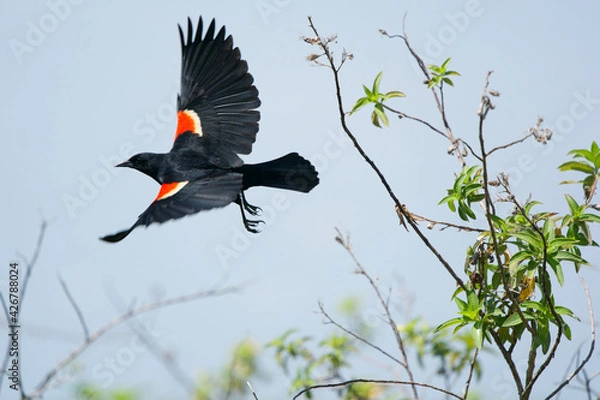 Obraz Red Winged Black Bird