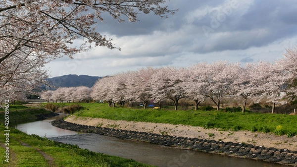 Fototapeta 花曇りの桜並木