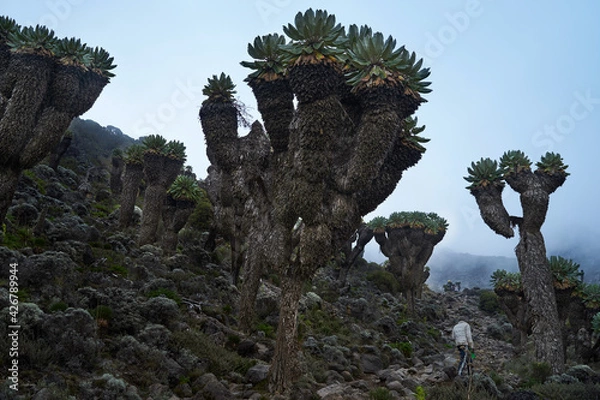 Obraz キリマンジャロ、ジャイアントセネシオ