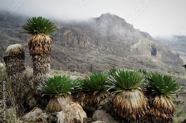 Obraz キリマンジャロ、ジャイアントセネシオ