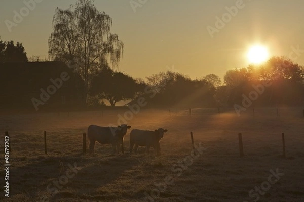 Obraz Cows in the Mist