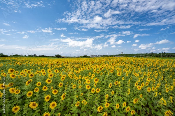 Fototapeta 夏・一面に広がるひまわり畑