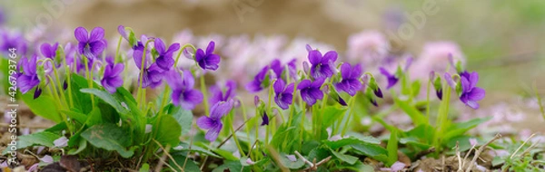 Obraz Panoramiczny widok na mandżurski fiolet wczesną wiosną .. Pole dzikich kwiatów

