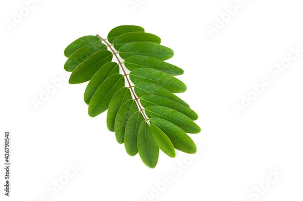 Obraz Senna siamea leaves isolated on white background.
