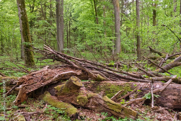 Obraz Rich deciduous stand in spring with broken maple tree