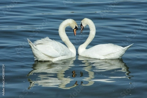 Fototapeta falling in love