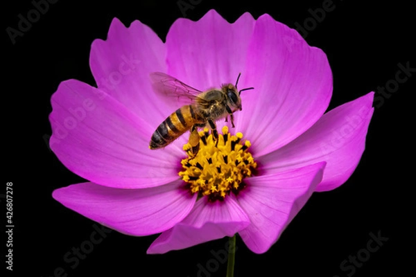 Fototapeta bee on pink flower