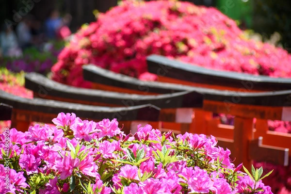 Obraz ツツジと鳥居