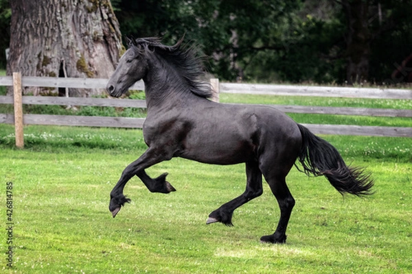Fototapeta Black young freisian stallion running and playing in the fenced pasture in summer day.