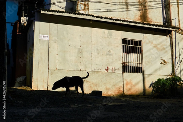 Fototapeta Street photo of a silhouette of a street dog roaming the dark street, with a bright sunny building wall in the background, Boracay Island, Philippines
