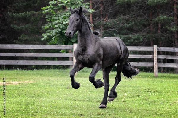 Fototapeta Black young freisian stallion running and playing in the fenced pasture in summer day.