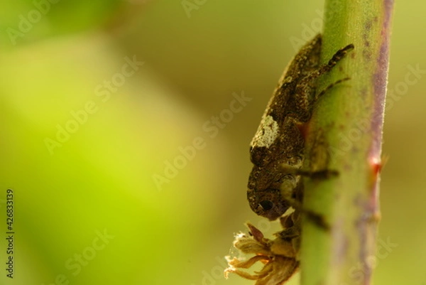Obraz macro shot of an insect