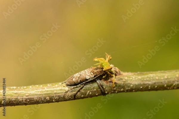 Obraz macro shot of an insect