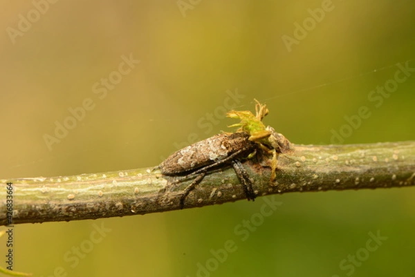 Obraz macro shot of an insect
