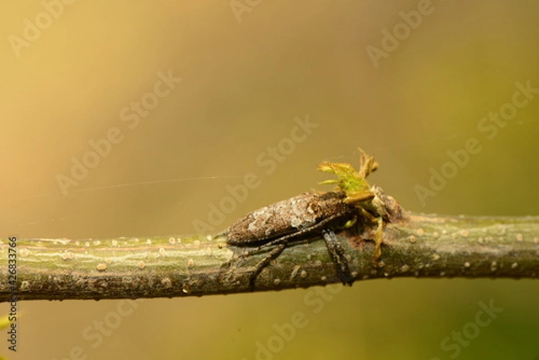 Obraz macro shot of an insect