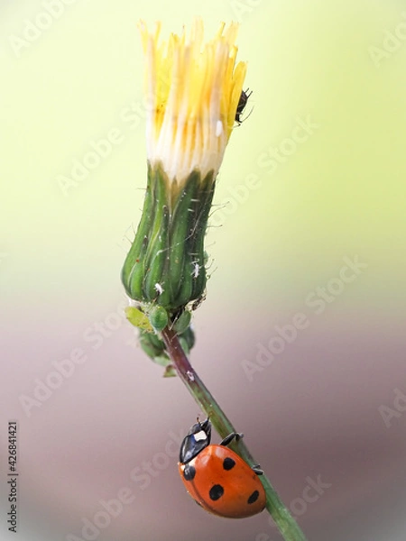 Obraz Coccinelle et fleur