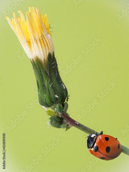 Obraz Coccinelle et fleur