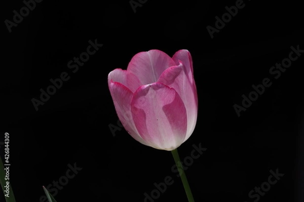 Obraz tulip