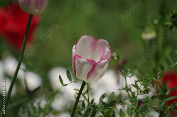 Obraz tulips in spring