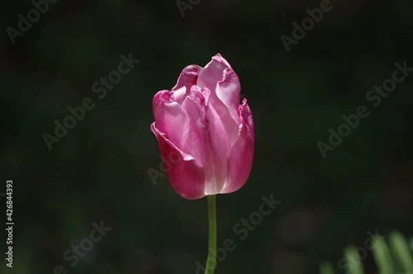 Obraz pink tulip flower