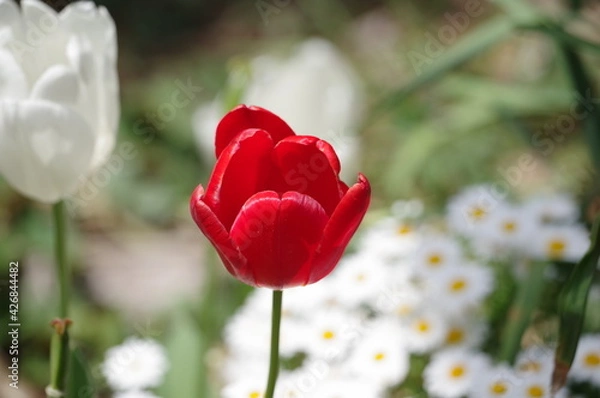 Obraz red and white tulips