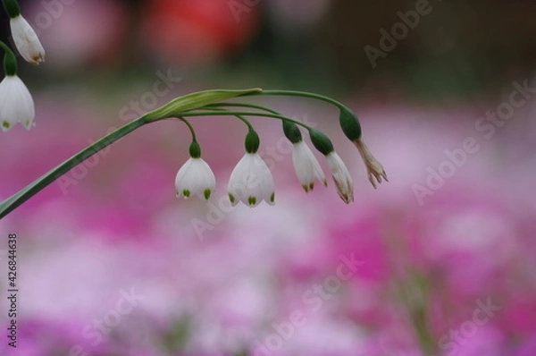 Obraz pink and white flower