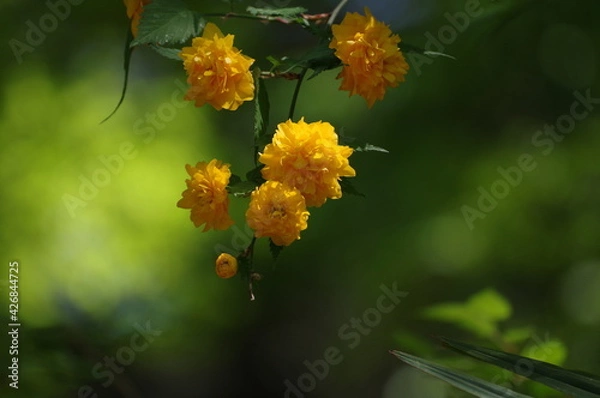Obraz flowers on a tree
