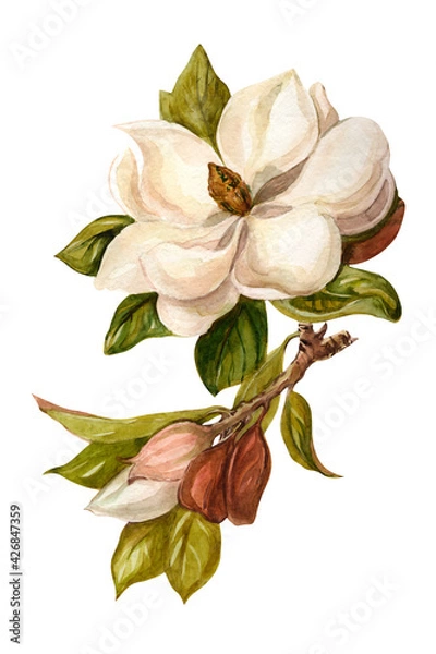 Fototapeta Magnolia on a white background. Watercolor painted flower. Isolated flower on a white background. Magnolia handmade graphics. Botanical plant. Flower illustration.