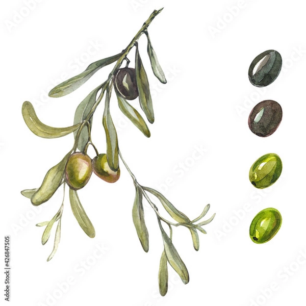 Fototapeta Olive branch on a white background. Isolated olive branch and olives. Olives watercolor set. Handmade Greek plants.