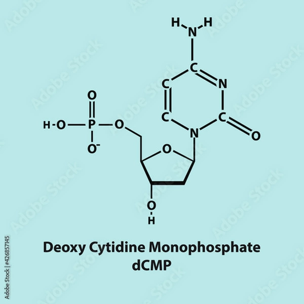 Fototapeta Deoxy Cytidine Monophosphate dCMP Nucleotide molecule strcuture on color background