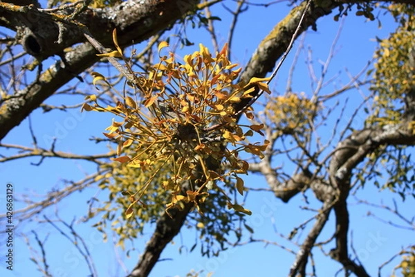 Obraz Misteln in einem Baum