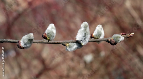 Fototapeta the willow branch blossomed in spring
