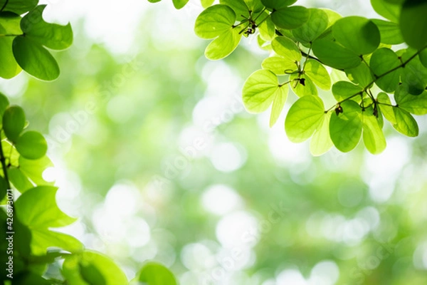 Fototapeta Amazing nature view of green leaf on blurred greenery background in garden and sunlight with copy space using as background natural green plants landscape, ecology, fresh wallpaper.