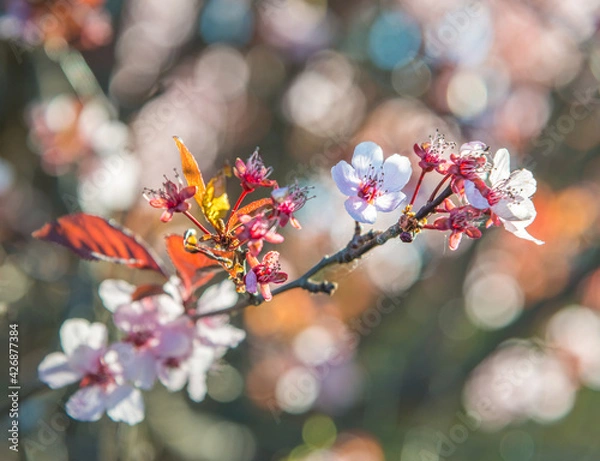 Fototapeta Trees bloom in spring