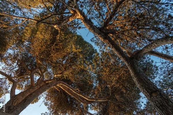 Fototapeta Pine trees at sunrise