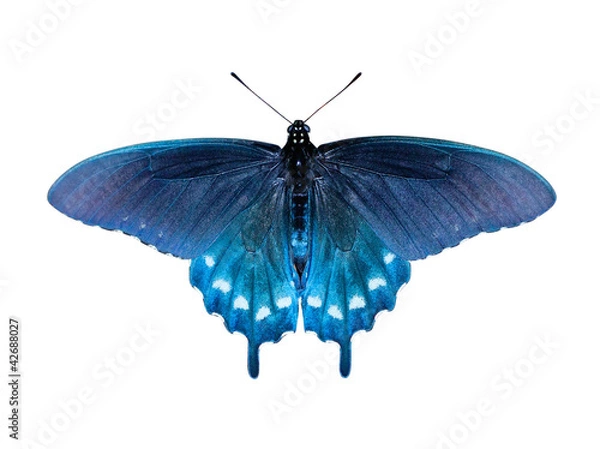 Fototapeta Swallowtail Butterfly