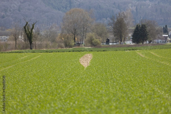 Fototapeta landscape with trees