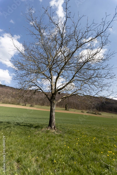 Obraz tree on a hill
