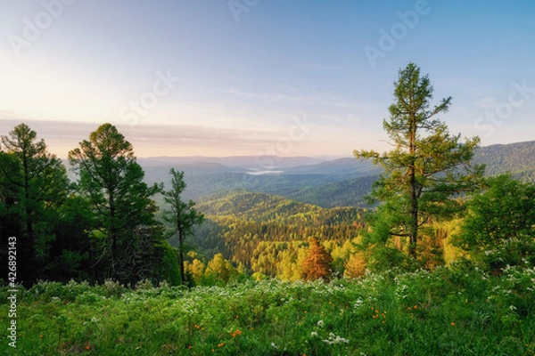 Obraz Mountain forest valley during dawn sky and trees with lush greenery flowering bushes grass, view from the top of the mountain in Belokurikha in Altai