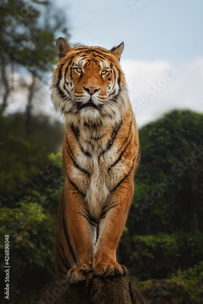 Obraz Bengal tiger is a Panthera tigris tigris population native to the Indian subcontinent, Standing on tree stump