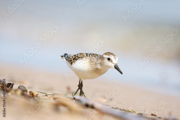 Fototapeta A small sanderling bird foraging on a sandy beach on a bright sunny day 