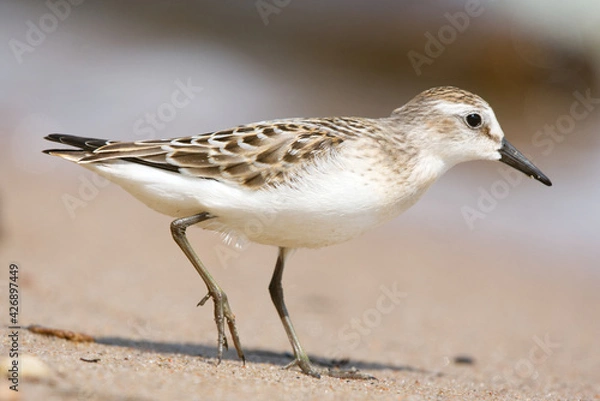 Obraz A small sanderling bird foraging on a sandy beach on a bright sunny day 