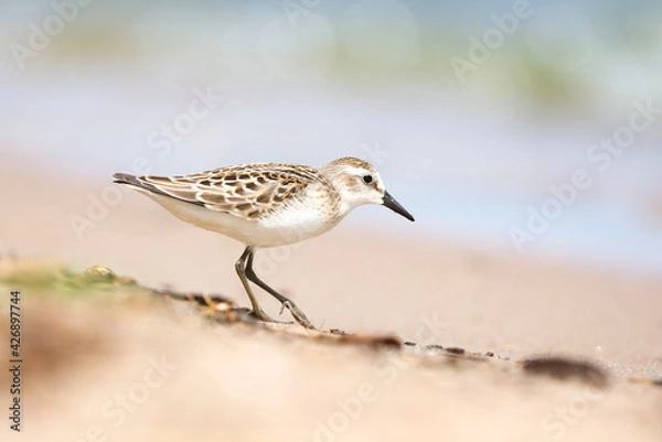 Obraz A small sanderling bird foraging on a sandy beach on a bright sunny day 